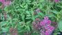 Japanse spirea (Roze) - Spiraea japonica 'Anthony Waterer' TIP