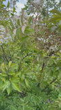Indische sering - Lagerstroemia 'Natchez'