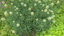 Klaver - Trifolium ochroleucon