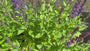 Salie - Salvia nemerosa 'Blaukönigin'