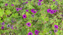 Hoge Ooievaarsbek - Geranium psilostemon