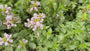 Gevlekte dovenetel (Licht roze) - Lamium maculatum 'Pink Pewter'