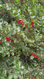 Groene Hulst - Ilex Aquifolium