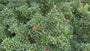 Rotsheide - Pieris japonica 'Variegata'