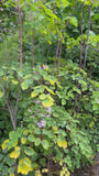 Chinese ruit - Thalictrum delavayi