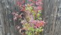 Japanse Esdoorn - Acer palmatum 'Atropurpureum'