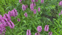 Adderwortel / Duizendknoop (Roze, Hoogte 60-80 cm) - Persicaria bistorta