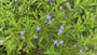 Blauwe ster - Amsonia tabernaemontana var. Salicifolia