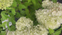 Pluimhortensia op stam - Hydrangea paniculata 'Limelight' Pot C7.5 100cm stam