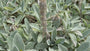 Biologisch Ezelsoor - Stachys byzantina