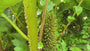 Sierrabarber - Gunnera manicata