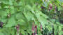 Fazantenbes - Leycesteria formosa
