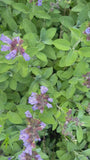 Echte salie - Salvia Officinalis