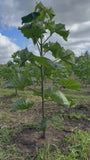 Anna Paulownaboom - Paulownia tomentosa