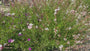 Biologisch Prachtkaars - Gaura lindheimeri. 'Whirling Butterflies'