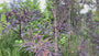 Zwarte Vlier - Sambucus nigra 'Black Lace'