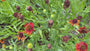 Zonnekruid - Helenium 'Kupferzwerg'
