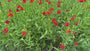 Biologisch Zonnekruid - Helenium 'Moerheim Beauty'