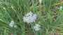 Chinese bieslook - Allium tuberosum