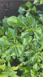 Struikklimop - Hedera helix 'Arborescens'