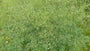 Chinese ruit - Thalictrum delavayi