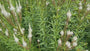 Zwarte ereprijs - Veronicastrum virginicum 'Album'