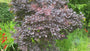 Rode Pruikenboom - Cotinus coggygria 'Royal Purple'