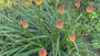 Biologisch Vuurpijl - Kniphofia uvaria