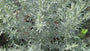 Westerse bijvoet - Artemisia ludoviciana 'Silver Queen'