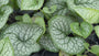 Kaukasische vergeet mij niet - Brunnera macrophylla 'Sea Heart'
