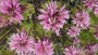 Biologisch Bergamotplant - Monarda 'Beauty of Cobham'