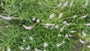 Zwarte ereprijs - Veronicastrum virginicum 'Album'
