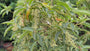 Japanse Schijnels - Clethra barbinervis