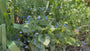 Kaukasische vergeet mij niet - Brunnera macrophylla 'Sea Heart'