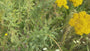 Biologisch Duizendblad - Achillea filipendulina 'Cloth of Gold'
