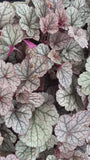 Purperklokje - Heuchera 'Silver Scrolls'