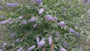 Vlinderstruik - Buddleja davidii 'Nanho Blue'