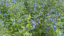 Overblijvende ossentong 'Pentaglottis sempervirens'