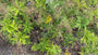 Beemdooievaarsbek - Geranium pratense