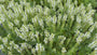 Salie (Wit) - Salvia Nemorosa 'Schneehugel'
