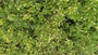 Citroentijm - Thymus 'Doone Valley' (ook per/m2)