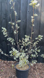Video voorbeeld c20 pot lengte 100-125 cm