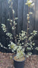 Video voorbeeld c20 pot lengte 100-125 cm