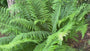 Mannetjesvaren - Dryopteris filix-mas (Wintergroene varen)