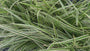 Bonte Zegge (Groen/Wit gestreept) - Carex morrowii 'Ice Dance'