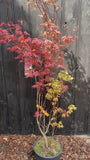 Japanse Esdoorn - Acer palmatum 'Atropurpureum'