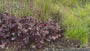 Purperklokje - Heuchera micrantha 'Palace Purple' TIP