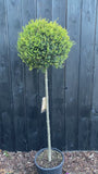 Wintergroene Liguster op stam - Ligustrum Jonandrum / Delavayanum halfstam