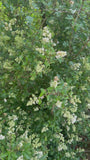 Gewone Liguster (inheems) - Ligustrum vulgare