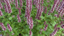 Dropplant (Paars, Lage soort) - Agastache 'Beelicious Purple'